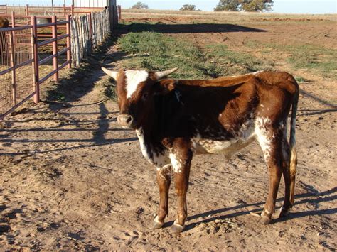 roping steers for sale|More.